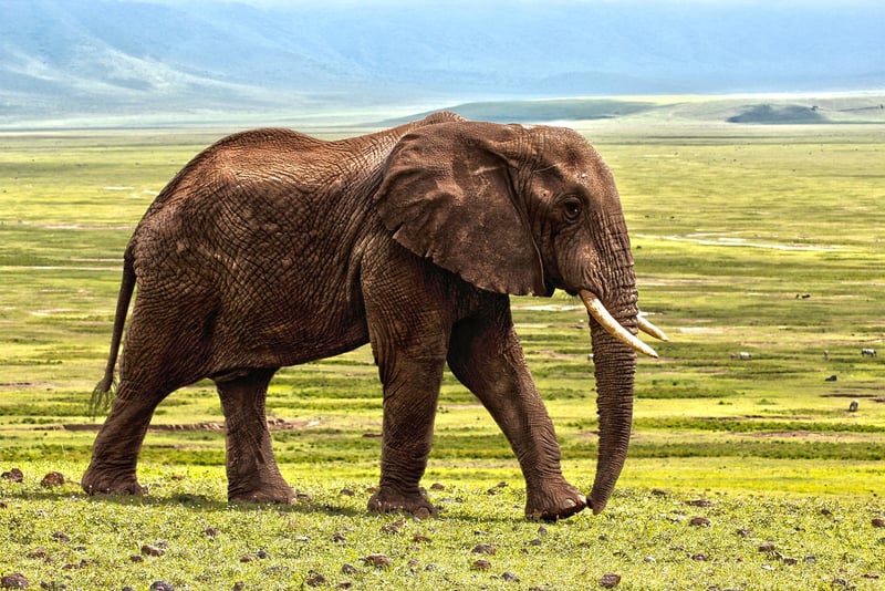 Elephant Sanctuary